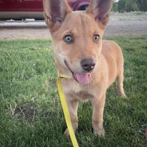 Bindi Cardigan Welsh Corgi Dog