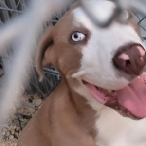 Pita Pit Bull Terrier Dog