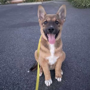 Boomerang Cardigan Welsh Corgi Dog