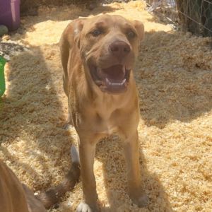 Rose Pit Bull Terrier Dog
