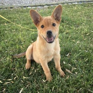 Cobber Cardigan Welsh Corgi Dog