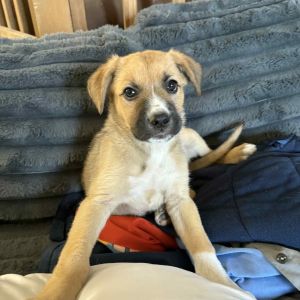 Monica Mixed Breed Dog
