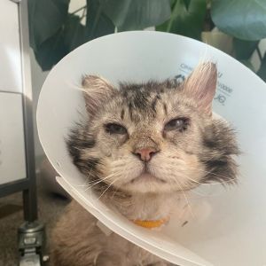 Sunshine, Senior Male unknown
