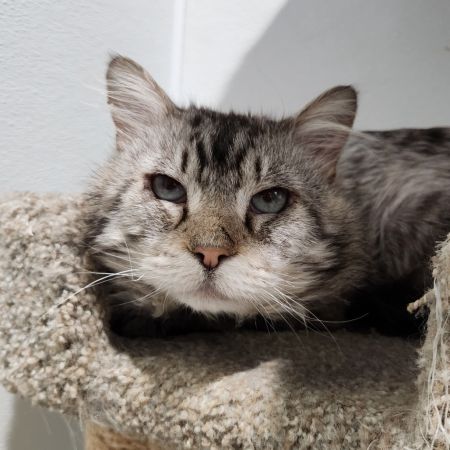 Sunshine, Senior Male Domestic Long Hair