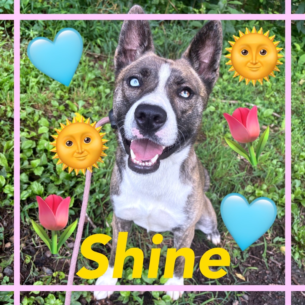 Shine