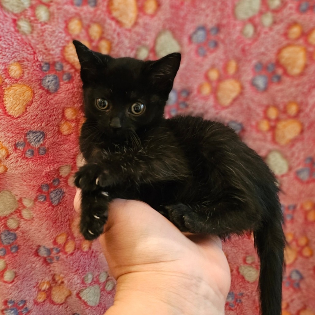 Olivia, an adoptable Domestic Short Hair in Starkville, MS, 39760 | Photo Image 1