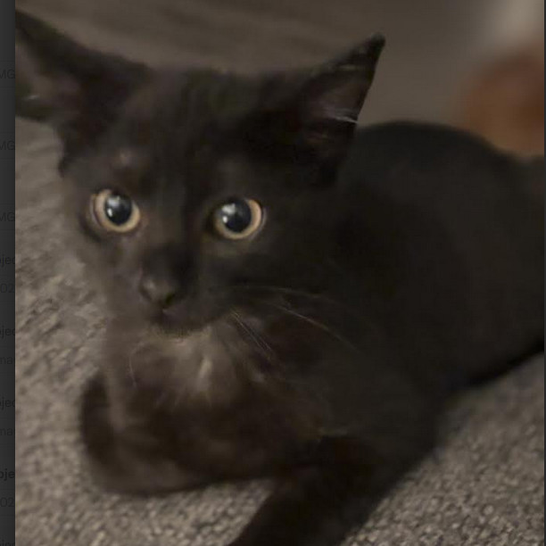 Olivia, an adoptable Domestic Short Hair in Starkville, MS, 39760 | Photo Image 2