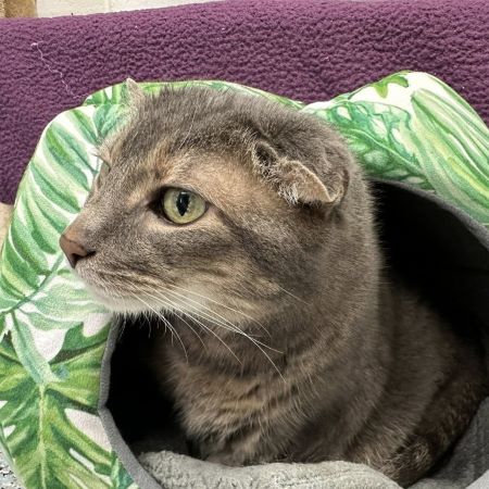 Kristy, Senior Female Domestic Short Hair