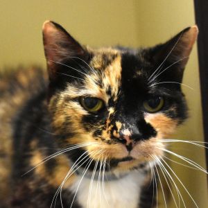 Lylah, Senior Female unknown