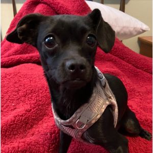 Junie (aka Juno) Chihuahua Dog