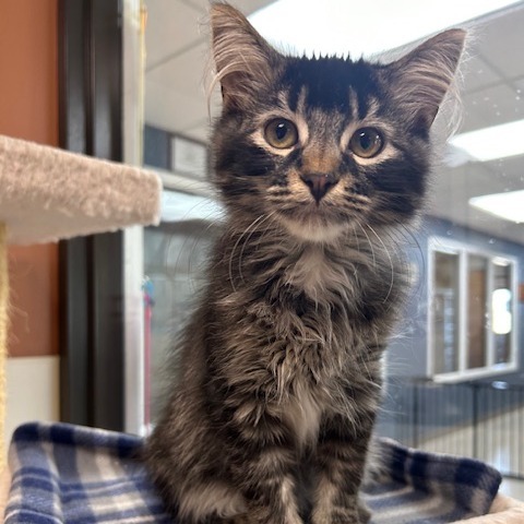 Icarus, an adoptable Domestic Medium Hair in Detroit Lakes, MN, 56501 | Photo Image 1
