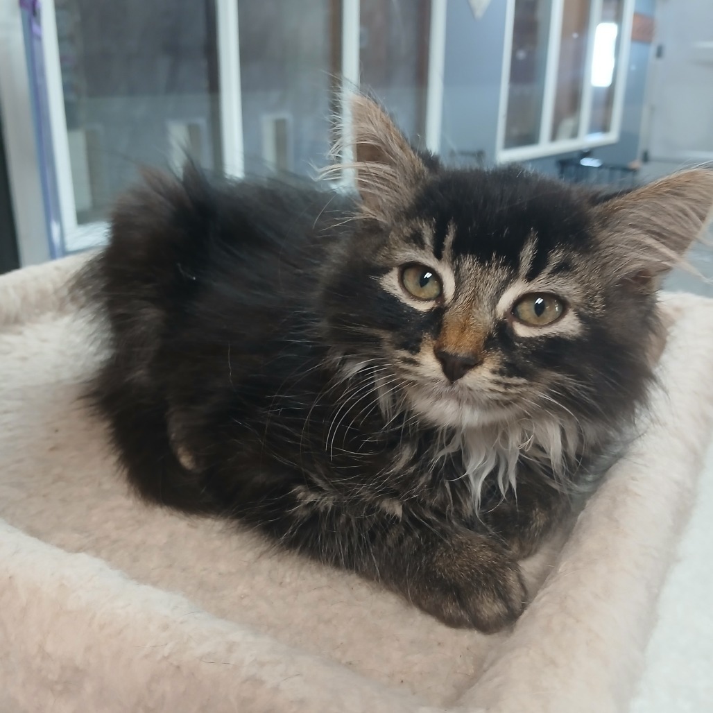 Icarus, an adoptable Domestic Medium Hair in Detroit Lakes, MN, 56501 | Photo Image 2