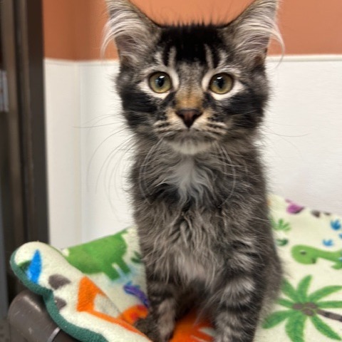 Icarus, an adoptable Domestic Medium Hair in Detroit Lakes, MN, 56501 | Photo Image 3
