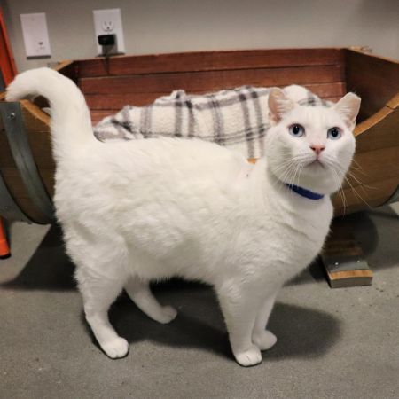 Storm, Senior Male Domestic Short Hair