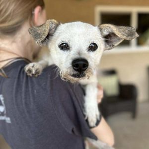 Bella, Senior Female unknown