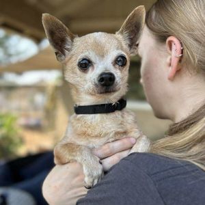 Roo, Senior Male unknown