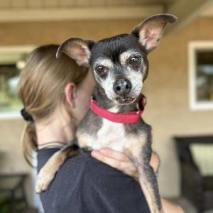 Pancho, Senior Male unknown