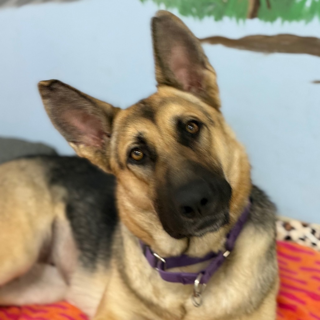 Pippa
