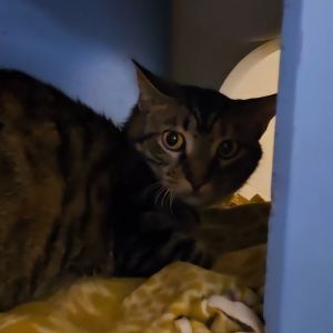 Hurricane, Adult Female unknown