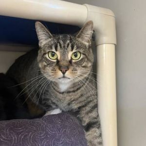 Addie, Adult Female unknown