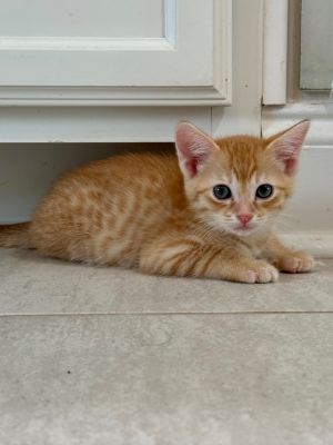 Astrid Domestic Short Hair Cat