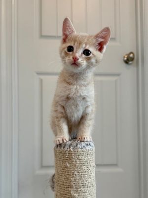 Hiccup Domestic Short Hair Cat