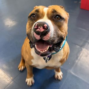 Sosa Pit Bull Terrier Dog