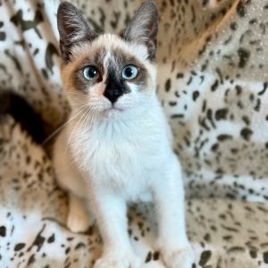 Bobbi Valentine Domestic Short Hair Cat