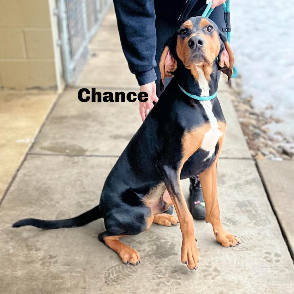 Chance 250645