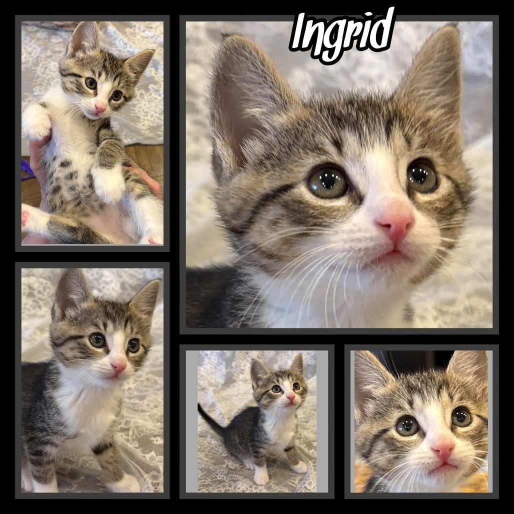 Ingrid