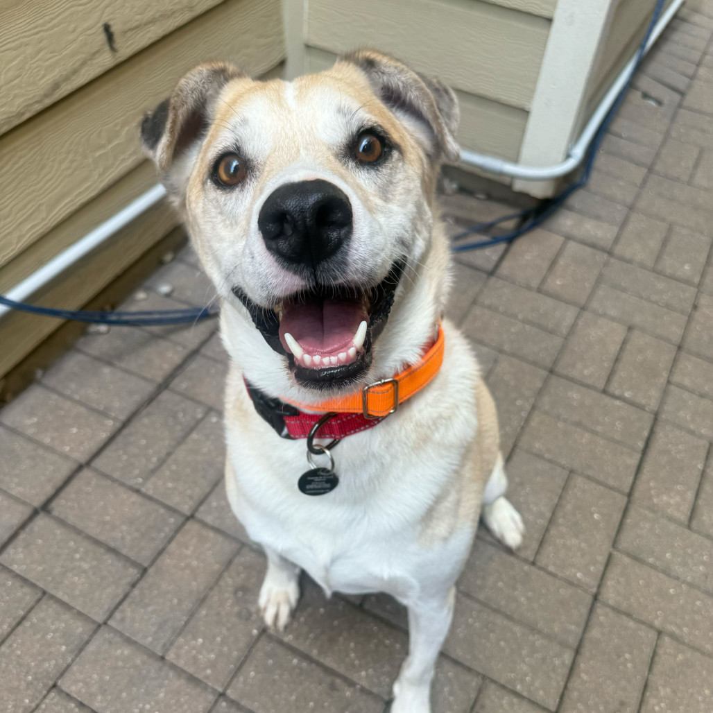 Dewey