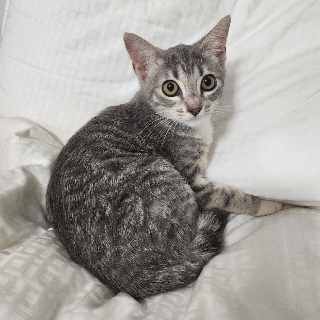 Lemur