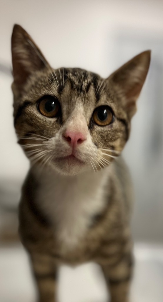Purrsilla