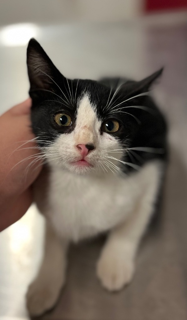 Clawdia