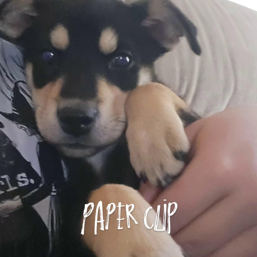 Paperclip-Very Sweet Girl!
