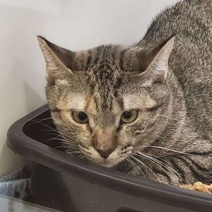Louisa Domestic Short Hair Cat