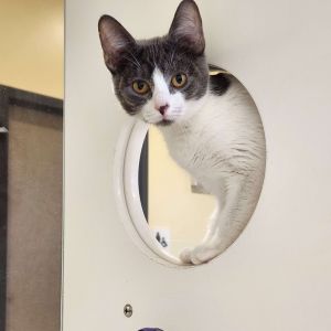 Milhouse Domestic Short Hair Cat