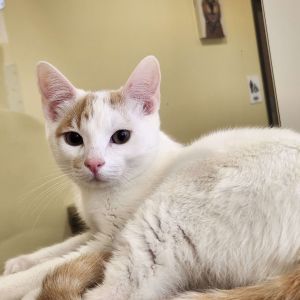 Bart Domestic Short Hair Cat