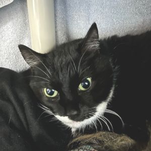 Grimm, Senior Female unknown
