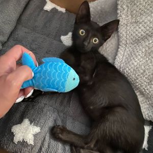 Pixie Domestic Short Hair Cat