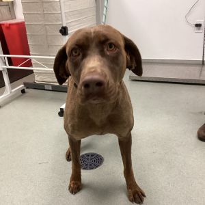 Brownie, Adult Female unknown
