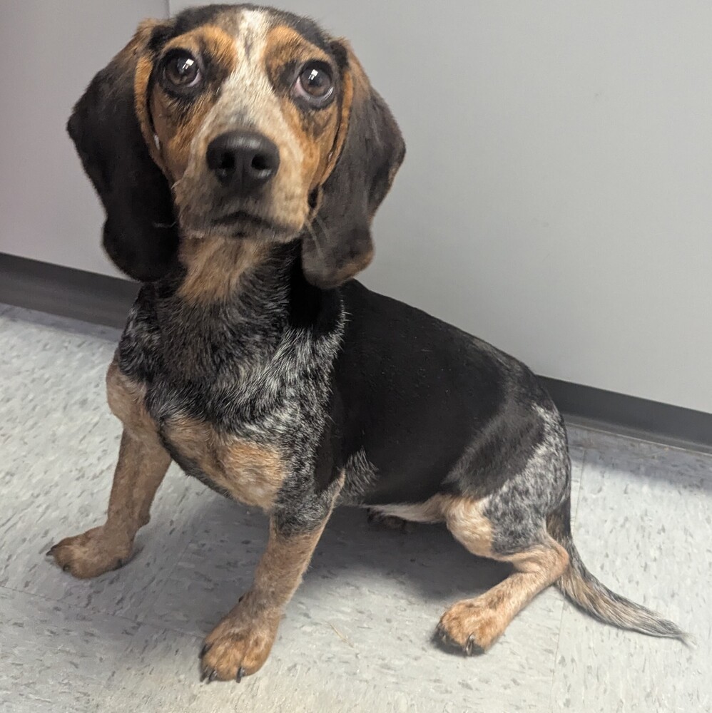 Dixie Lou
