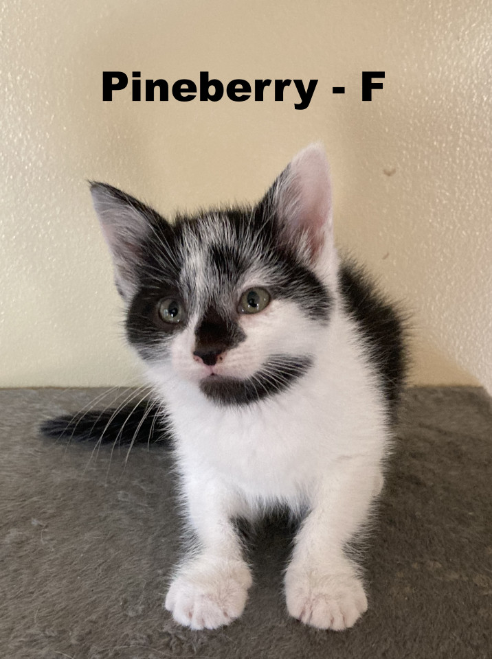 PineBerry