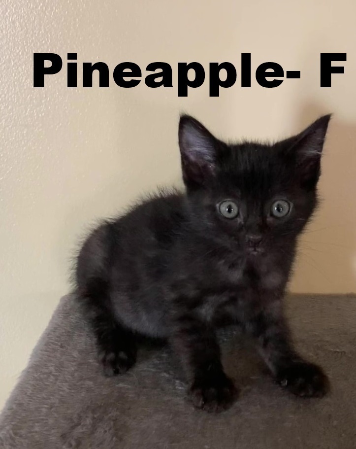 Pineapple