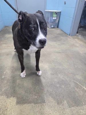 Jaxx, Senior Male unknown