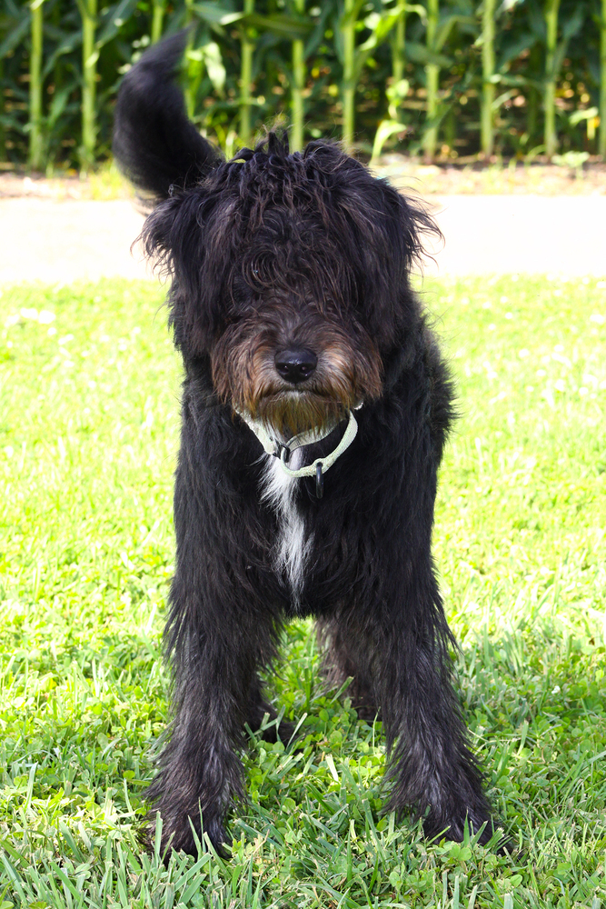 Onyx
