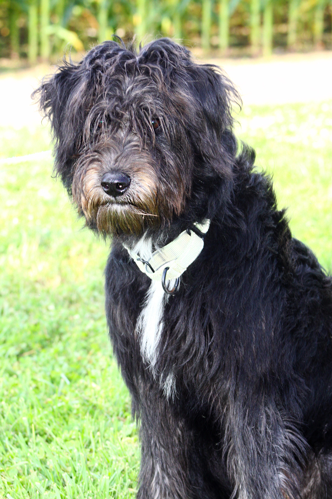 Onyx