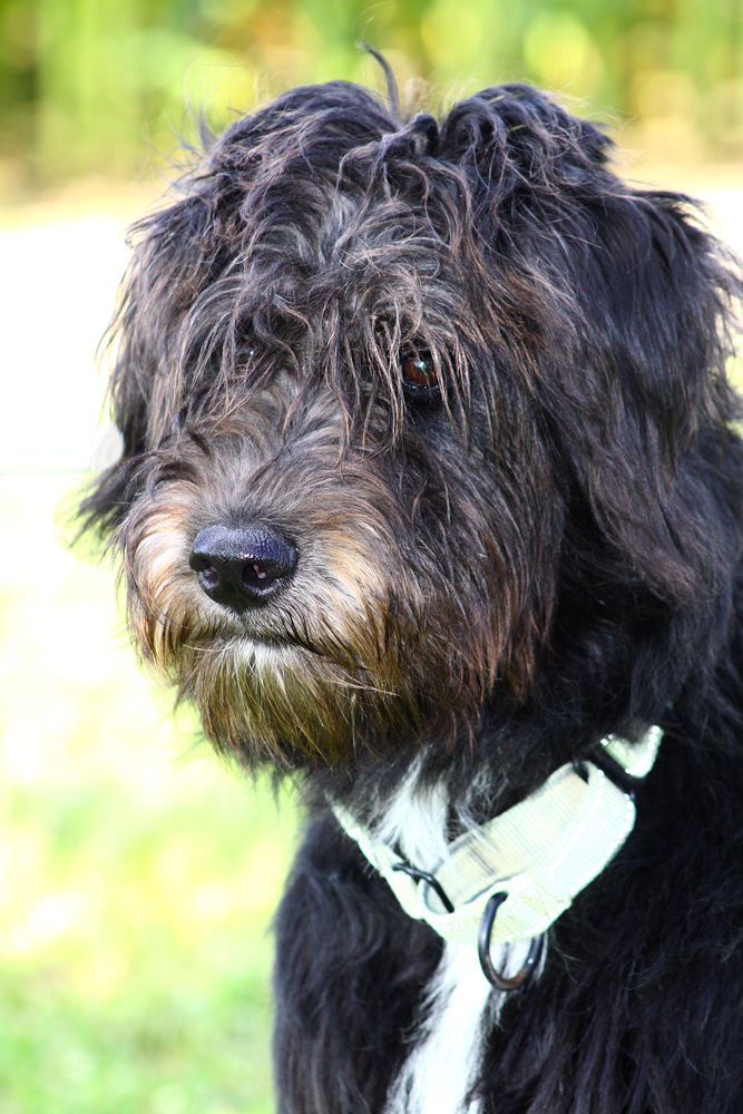 Onyx
