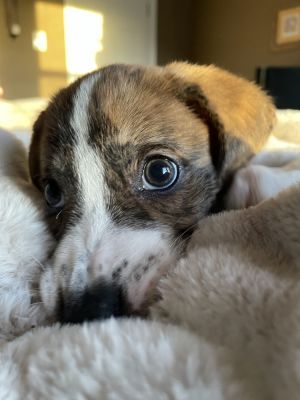 California Beagle Dog