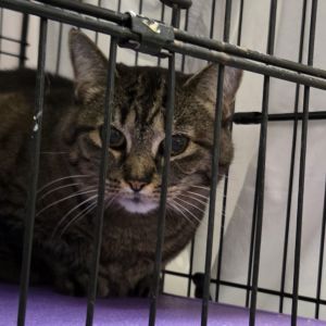 Punkin, Senior Female unknown
